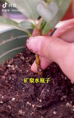 家庭养花用生根粉