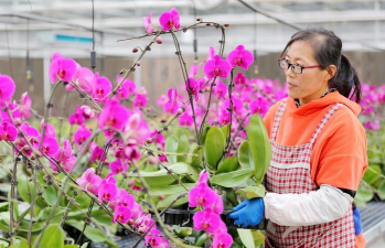 家庭养花用生根粉