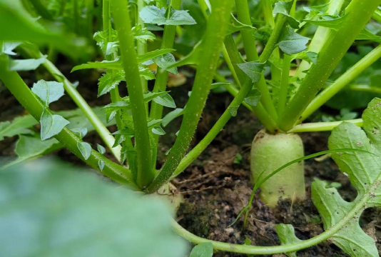 萝卜缨子养花好吗