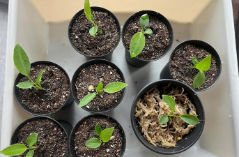 家庭养花用生根粉