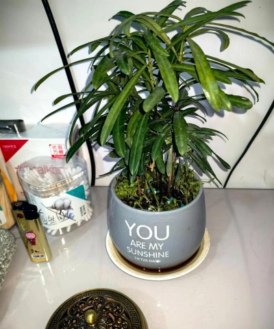 家庭养花用生根粉