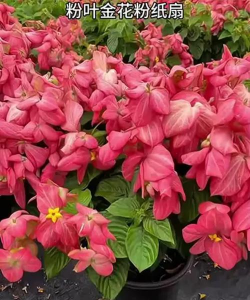 金粉可以养花吗