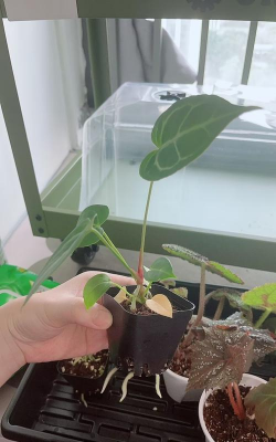 家庭养花用生根粉