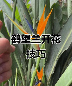 如何让鹤望兰常年开花 如何让鹤望兰常年开花