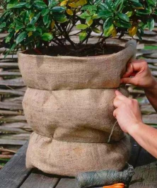 家庭养花用生根粉