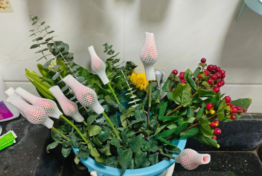 家庭养花用生根粉