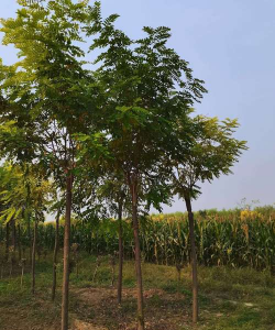 你可知千头椿病虫害防治方法