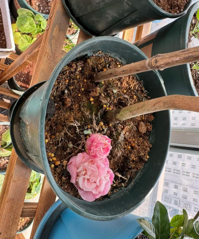 家庭养花用生根粉