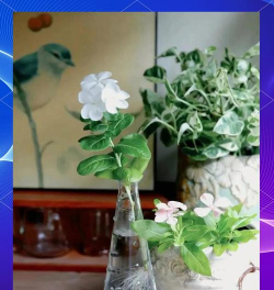 家庭养花用生根粉