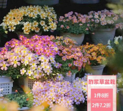 家庭养花用生根粉