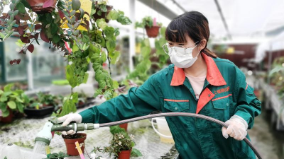 家庭养花用生根粉