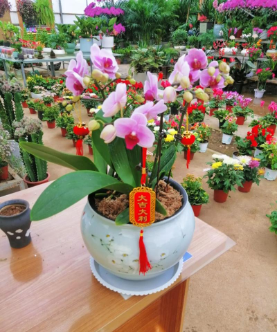 家庭养花用生根粉