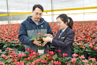 家庭养花用生根粉