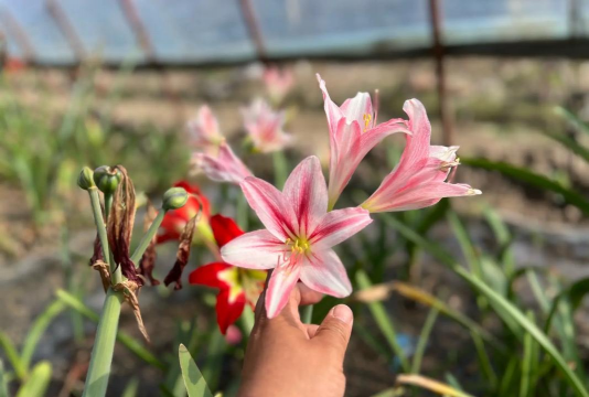 家庭养花用生根粉