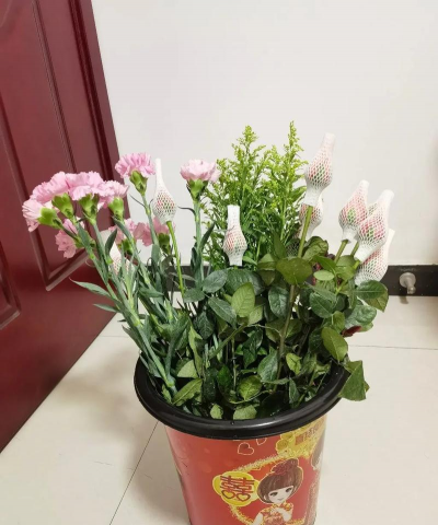 家庭养花用生根粉