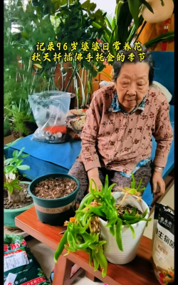 家庭养花用生根粉