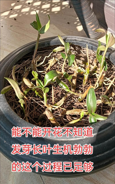 家庭养花用生根粉