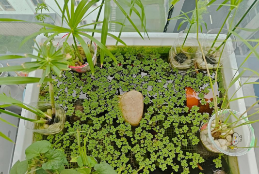 家庭养花用生根粉