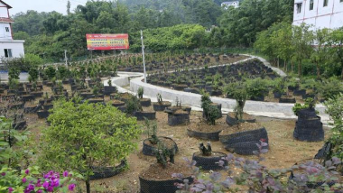 家庭养花用生根粉