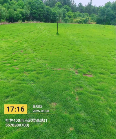 如何防治马尼拉草草皮害螨虫