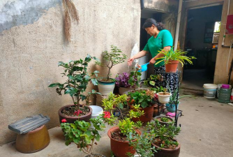 家庭养花用生根粉