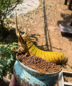 家庭养花用生根粉