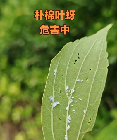 朴树病虫害防治