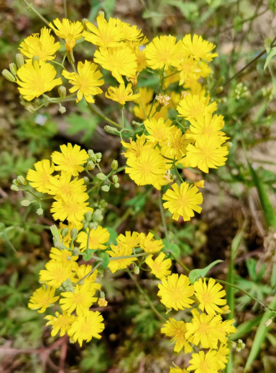 苦荬菜什么花序