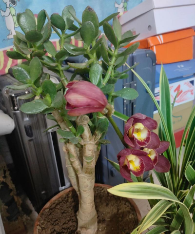 家庭养花用生根粉