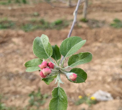 苹果芯可以养花