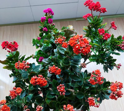 家庭养花用生根粉