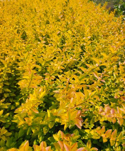 金叶女贞的落叶原因和对策