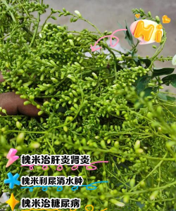 国槐尺蠖打什么药