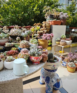 家庭养花用生根粉