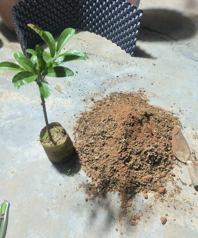 家庭养花用生根粉