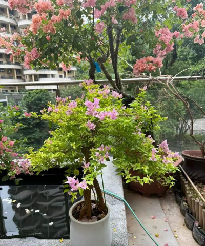 家庭养花用生根粉