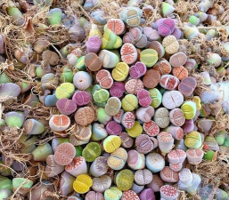 碎石头养花好吗