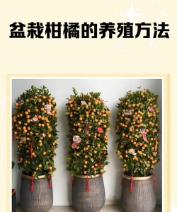 室内柑橘怎么养