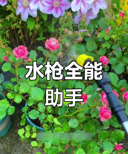 家庭养花用生根粉