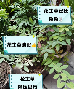 养花生杂草好吗