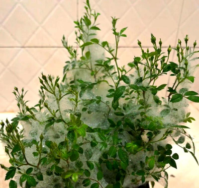 家庭养花用生根粉