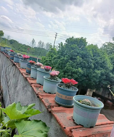 家庭养花用生根粉