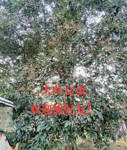 大叶女贞病虫害防治