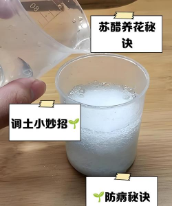 家庭养花用生根粉