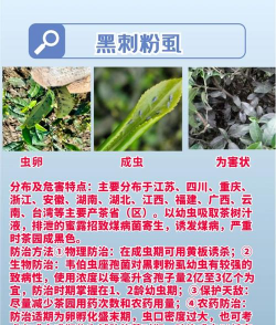 茶树的病虫防治