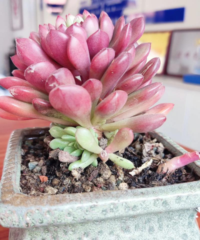 家庭养花用生根粉