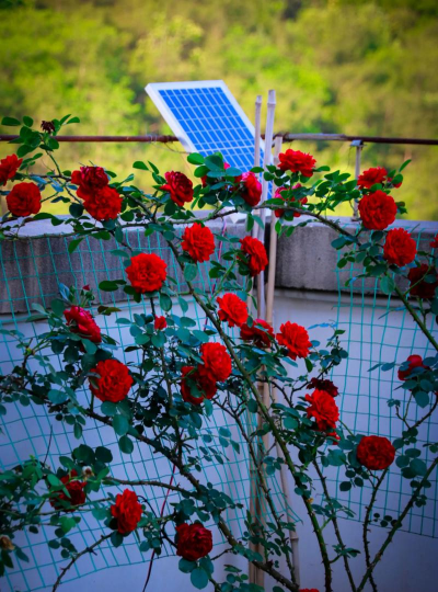 家庭养花用生根粉