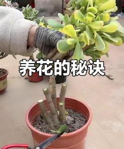 家庭养花用生根粉