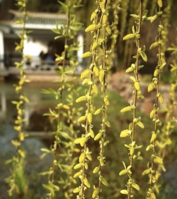 柳树花水养花