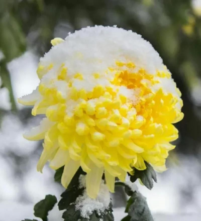 什么菊冬季开花吗